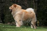 CHOW CHOW 658